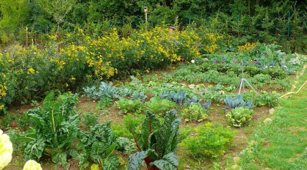 découvrez comment cultiver un potager sans eau grâce à des techniques écologiques et ingénieuses, idéales pour économiser l’eau tout en récoltant de délicieux légumes, même en période de sécheresse.