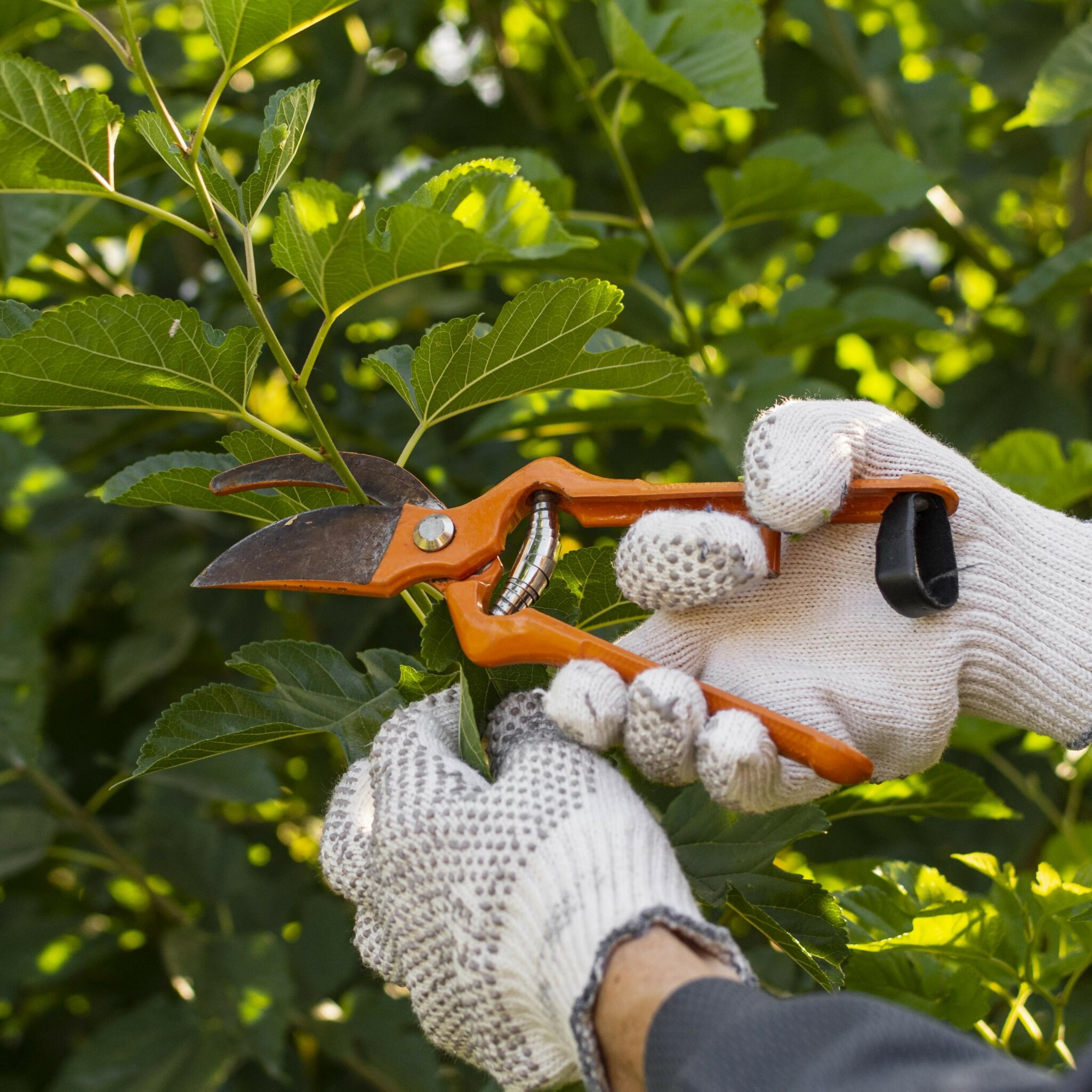 découvrez les principales tâches de jardinage à réaliser selon les saisons : conseils pour entretenir votre jardin, préparer le sol, planter, tailler et profiter d'espaces extérieurs fleuris et verdoyants toute l'année.