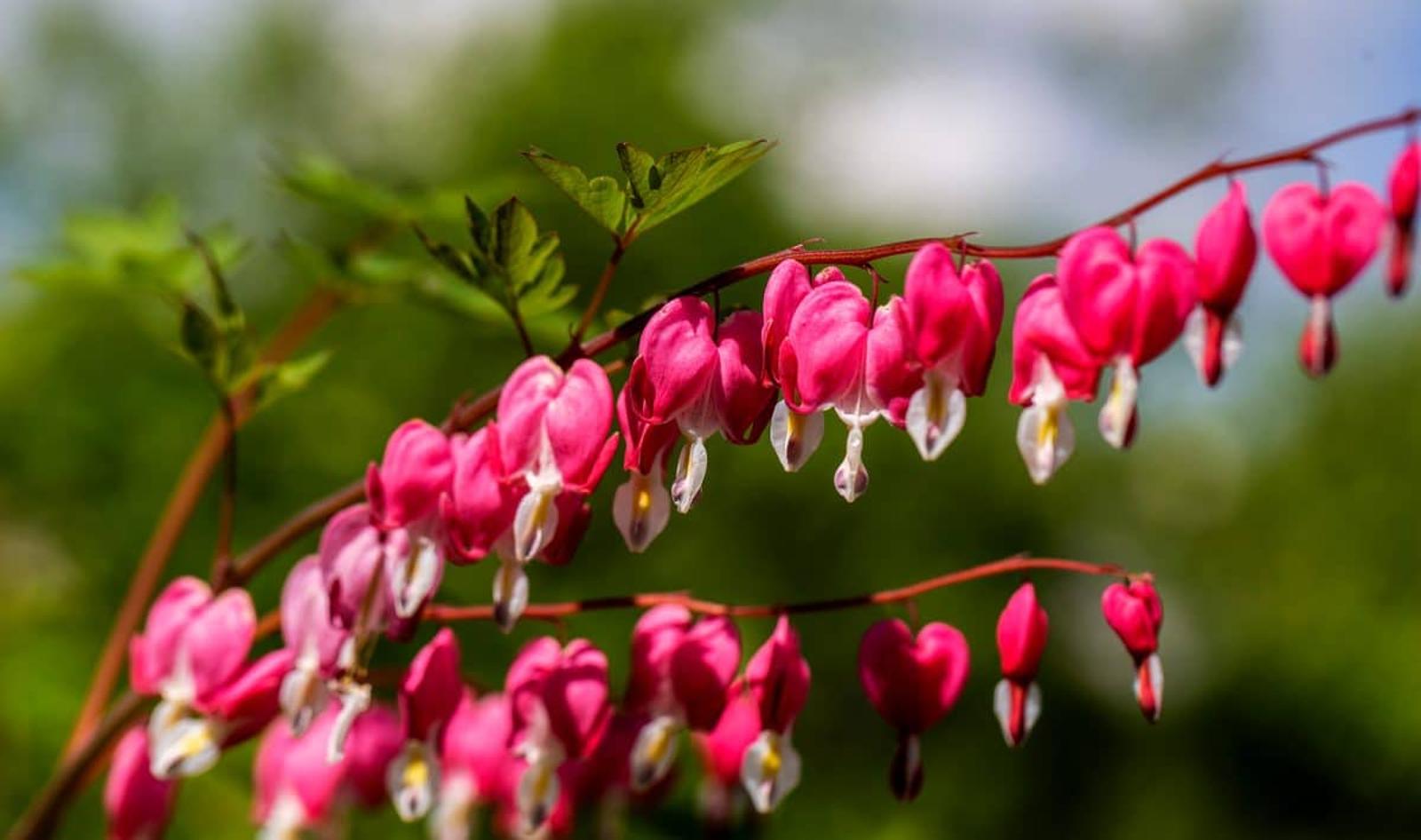 découvrez une sélection de plantes vivaces idéales pour attirer et nourrir les oiseaux durant l'automne. conseils jardinage et espÚces recommandées pour un jardin vivant et coloré en saison automnale.