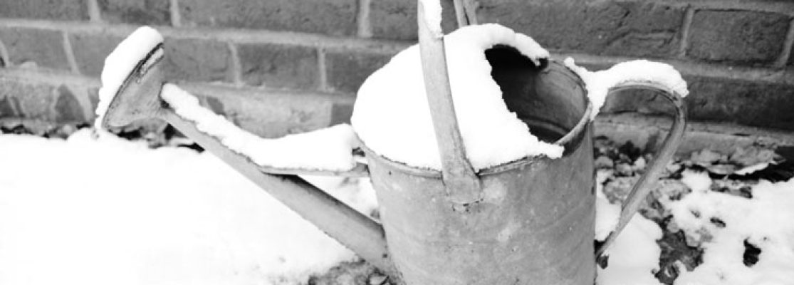 un arrosage insuffisant en automne peut affaiblir votre cerisier et le rendre vulnérable aux rigueurs de l'hiver. découvrez comment préserver la santé de votre arbre en adaptant ses soins saisonniers.