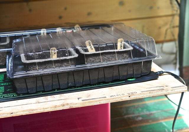 découvrez une astuce canadienne simple pour cultiver des légumes géants sans avoir à arroser fréquemment. améliorez votre jardin avec cette méthode naturelle et efficace.