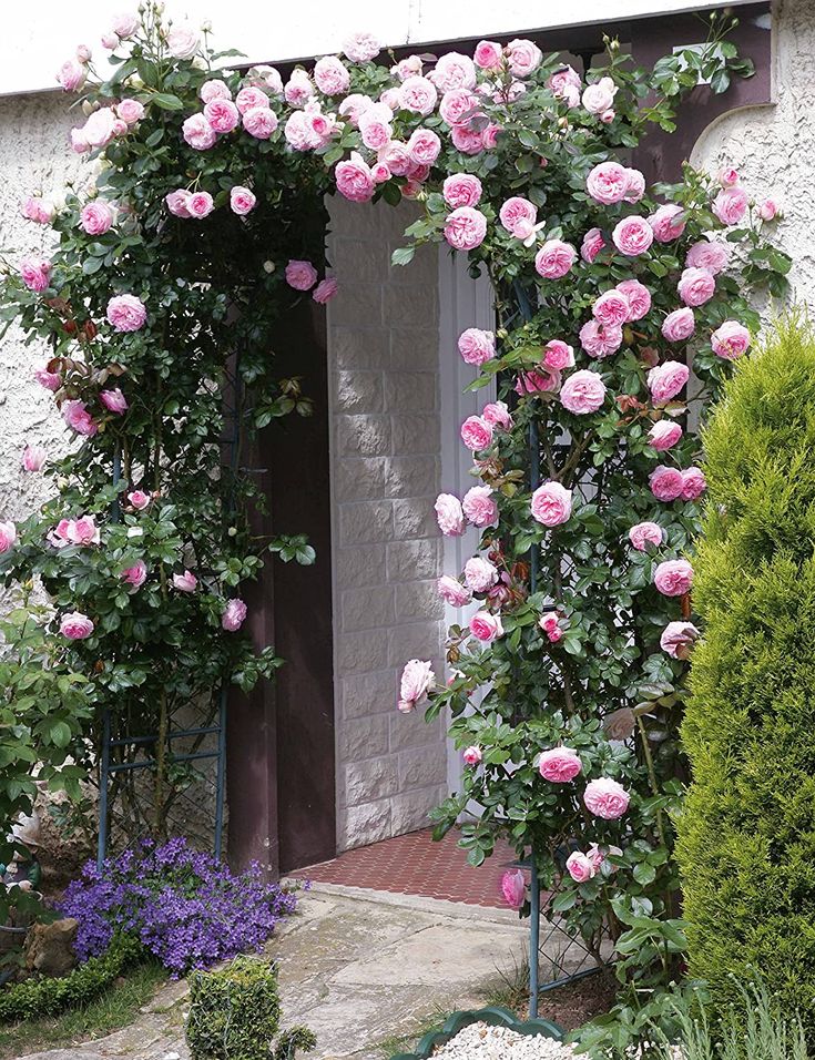 découvrez comment reconnaître et éviter l’excès d’eau chez les rosiers, ses conséquences sur la santé des plantes et nos conseils pour un arrosage optimal.