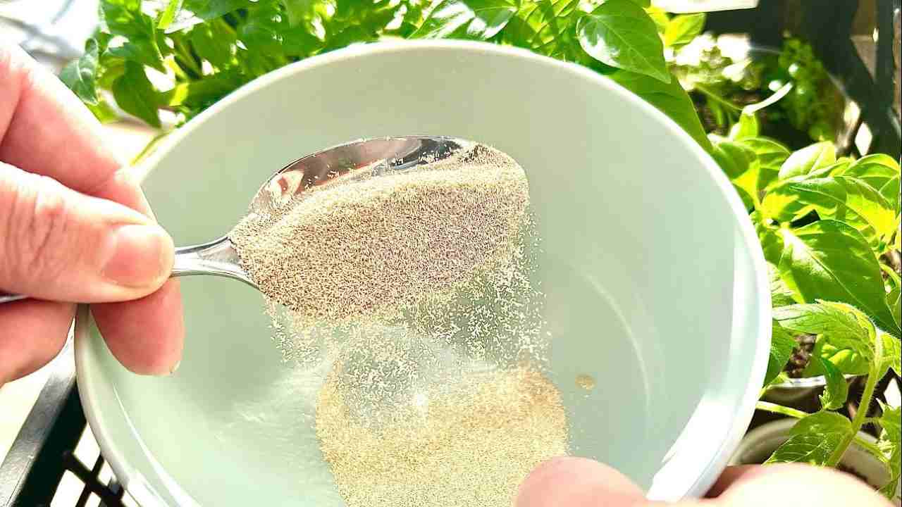 découvrez comment fertiliser vos sols efficacement grâce à un ingrédient italien surprenant. améliorez la qualité de votre terre et boostez la croissance de vos plantes naturellement.