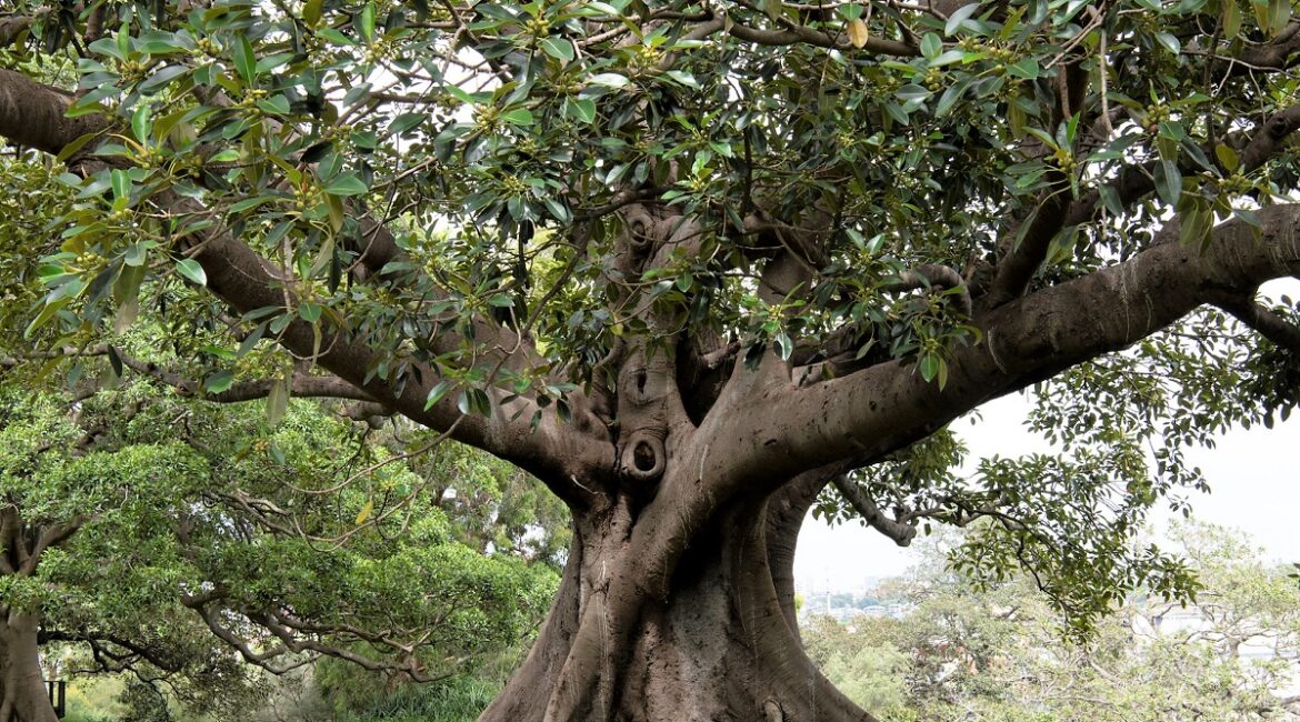 découvrez les causes possibles de la détresse de votre ficus et des conseils pratiques pour l'aider à retrouver sa vitalité. solutions d’entretien, arrosage et environnement adaptés.