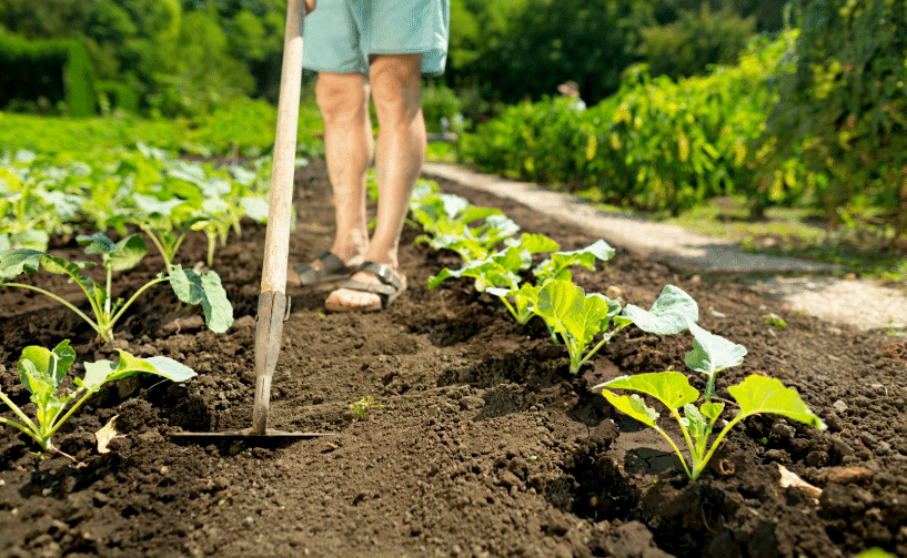 découvrez des gestes simples et efficaces que les jardiniers utilisent pour protéger leurs plantes du gel et assurer leur survie pendant l'hiver.