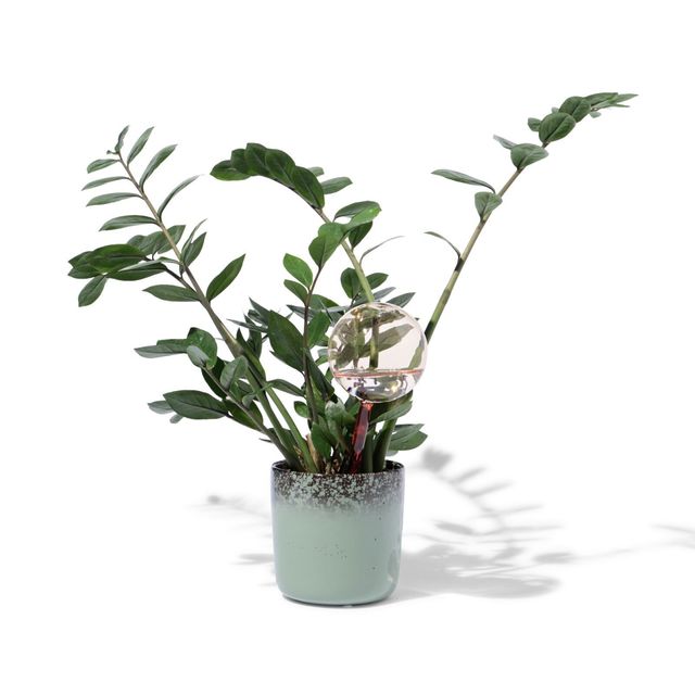 découvrez l'irrigation naturelle avec les oyas de 6l, parfaits pour arroser 2m² pendant une semaine sans effort, économisant eau et énergie.