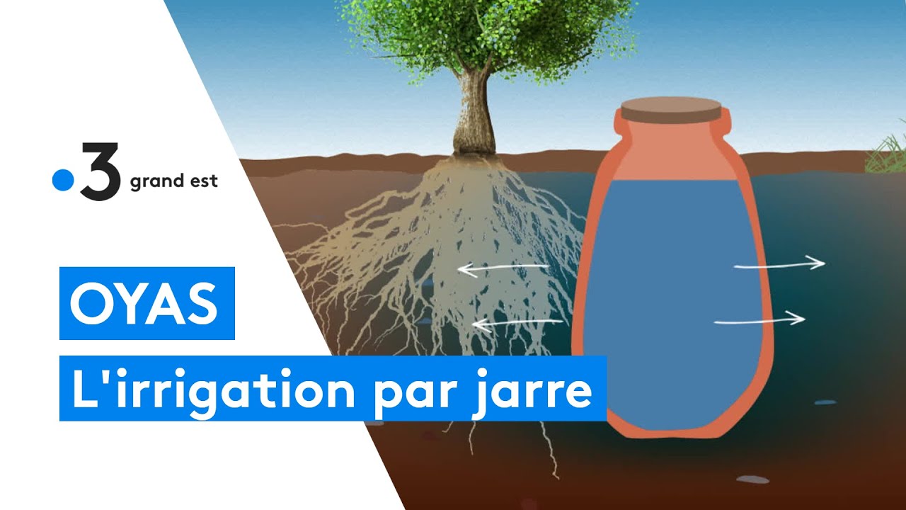 découvrez les ollas, des jarres d'irrigation traditionnelles et écologiques qui permettent d'économiser l'eau tout en nourrissant vos plantes efficacement.