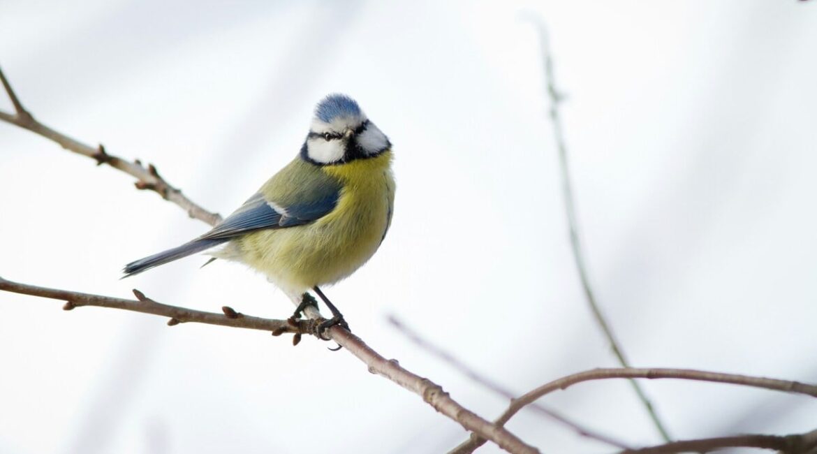 découvrez les erreurs courantes à éviter et les conseils pratiques pour protéger votre jardin des pièges hivernaux et assurer sa santé tout au long de la saison.