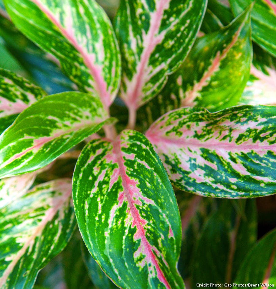 découvrez quelles plantes d'intérieur privilégier à l'automne pour sublimer votre maison, purifier l'air et égayer vos pièces malgré la baisse de luminosité. conseils et idées d'entretien pour une déco naturelle toute la saison !