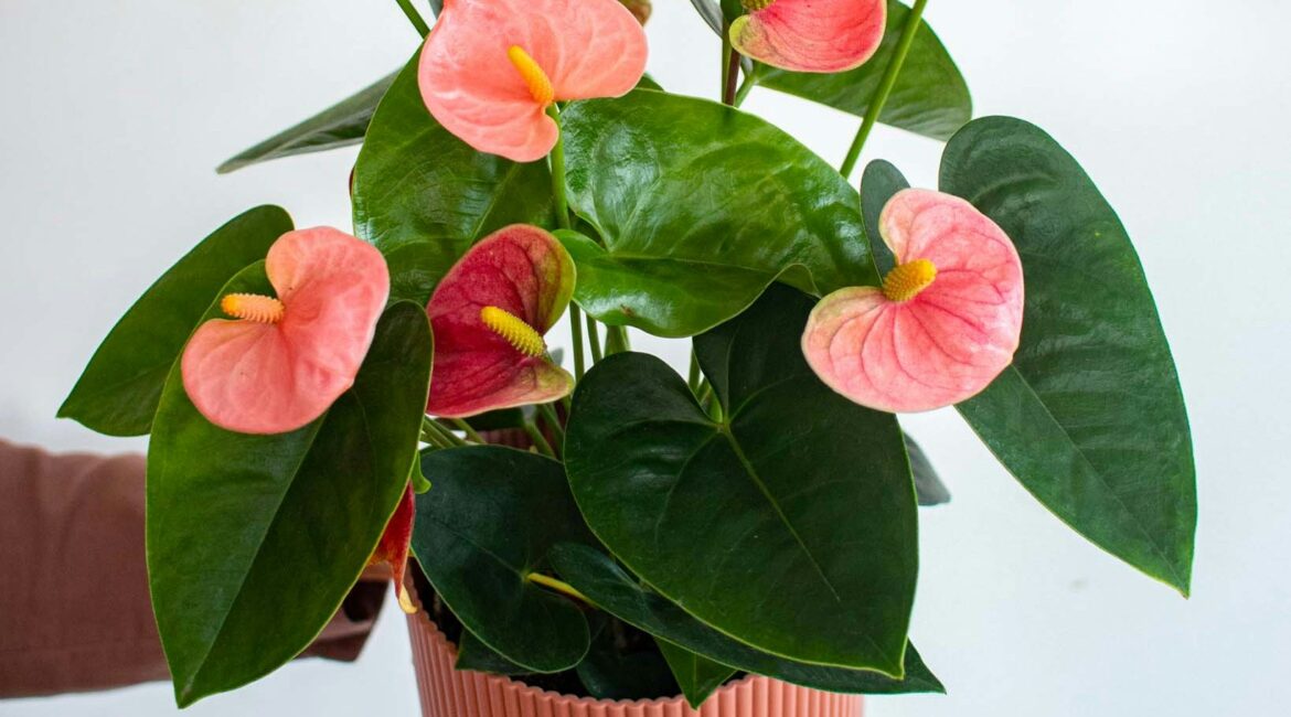 découvrez les meilleures plantes d'intérieur pour l'automne : conseils d'entretien, variétés adaptées à la saison et astuces pour décorer votre maison avec des plantes qui égayent votre intérieur pendant l'automne.