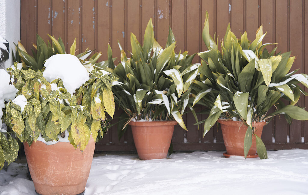 découvrez comment protéger efficacement vos plantes en pot contre le gel et l'eau en hiver pour préserver leur santé et leur beauté toute la saison froide.