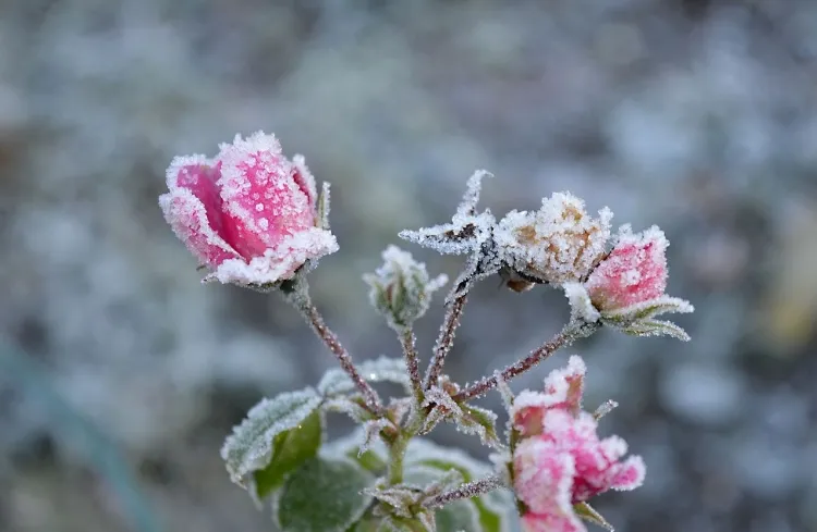 découvrez nos conseils pour protéger vos plantes en pot durant l'hiver, éviter les dégâts causés par le gel et préserver leur santé face à l'eau.