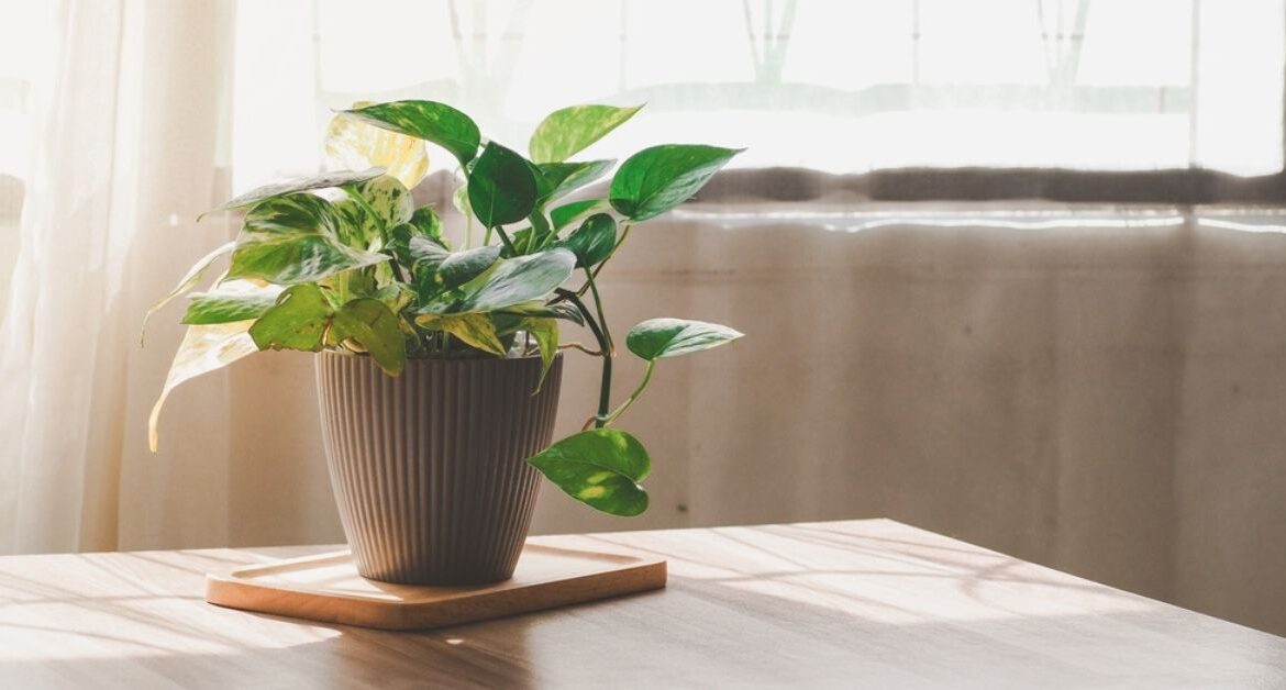 découvrez nos conseils essentiels pour le soin des plantes d'intérieur en automne et gardez-les en pleine santé toute la saison.