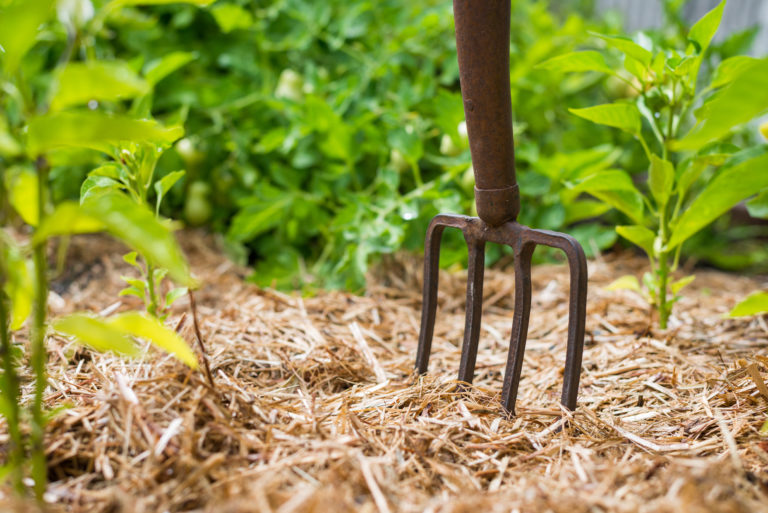 découvrez nos astuces jardin 2026 pour un paillage efficace, un arrosage optimal et un compost réussi, afin d'améliorer la santé et la beauté de votre jardin toute l'année.