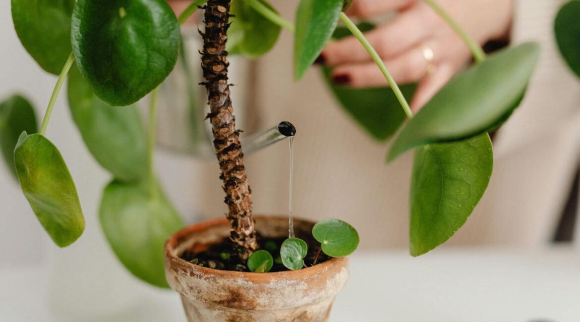 découvrez quelles plantes arroser en hiver pour les garder en bonne santé malgré le froid. conseils d'entretien et astuces pour un arrosage adapté pendant la saison froide.