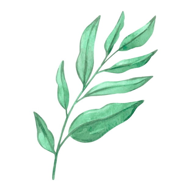 découvrez les conseils d'arrosage idéaux pour votre plante potus et obtenez des feuilles vertes éclatantes et en pleine santé.