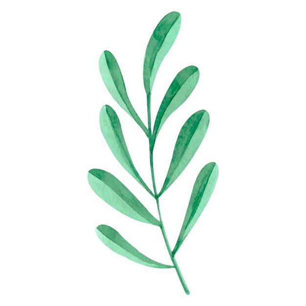 découvrez comment arroser parfaitement votre plante potus pour obtenir des feuilles vertes éclatantes et en pleine santé.