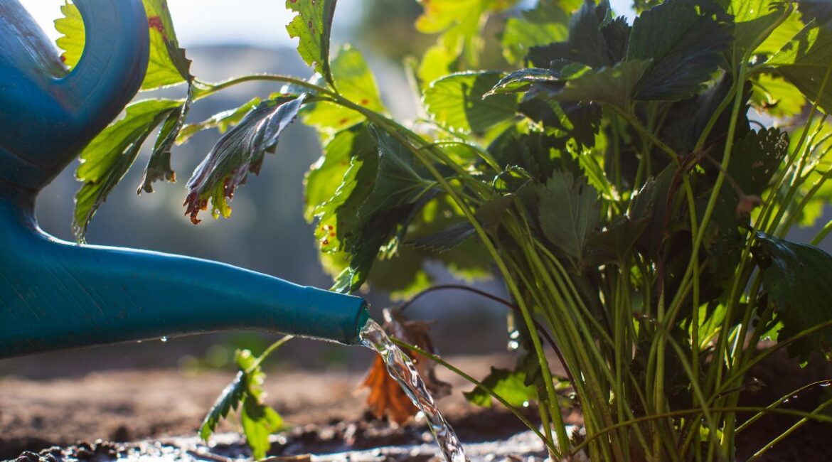 Quand arroser le potager : le rythme idéal selon la saison