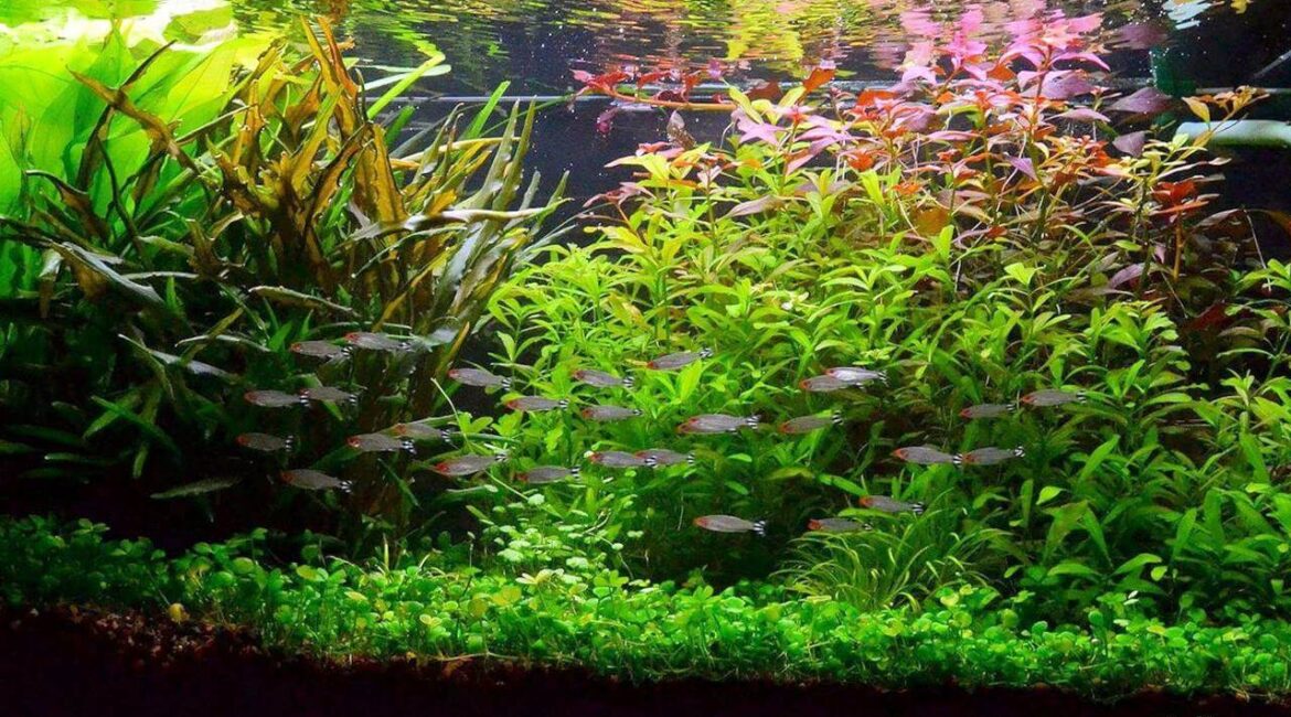 découvrez comment choisir et utiliser un bac à eau adapté pour vos plantes afin d'assurer une hydratation optimale et favoriser leur croissance.