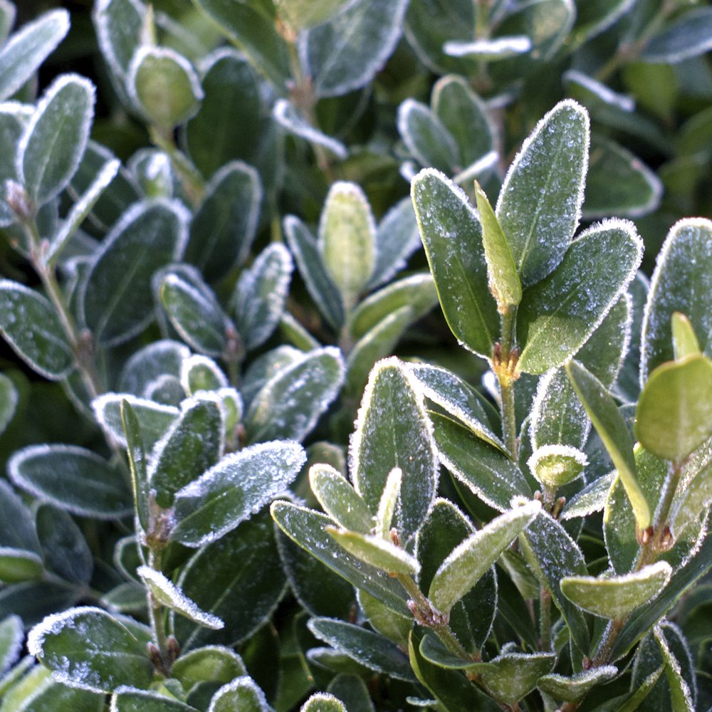 découvrez comment arroser vos plantes en hiver pour qu'elles restent en bonne santé malgré le froid. conseils pratiques et astuces d'arrosage adaptés à la saison hivernale.