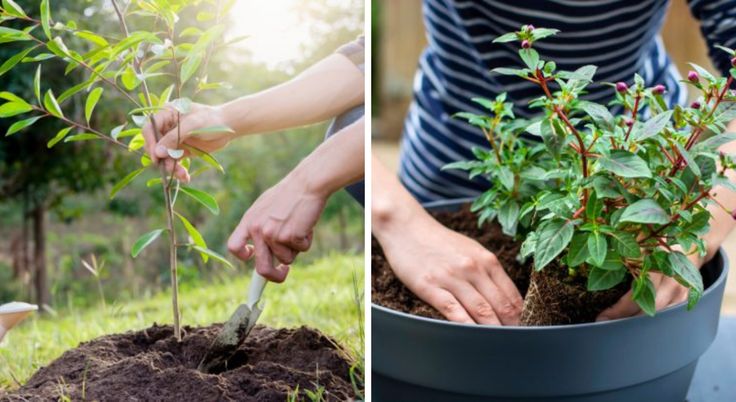 découvrez nos conseils d'arrosage hivernal pour garder vos plantes saines et épanouies durant toute la saison froide.