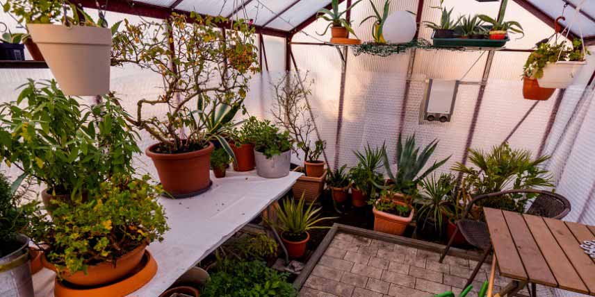 découvrez nos conseils d'arrosage hivernal pour maintenir vos plantes en pleine santé même pendant la saison froide.