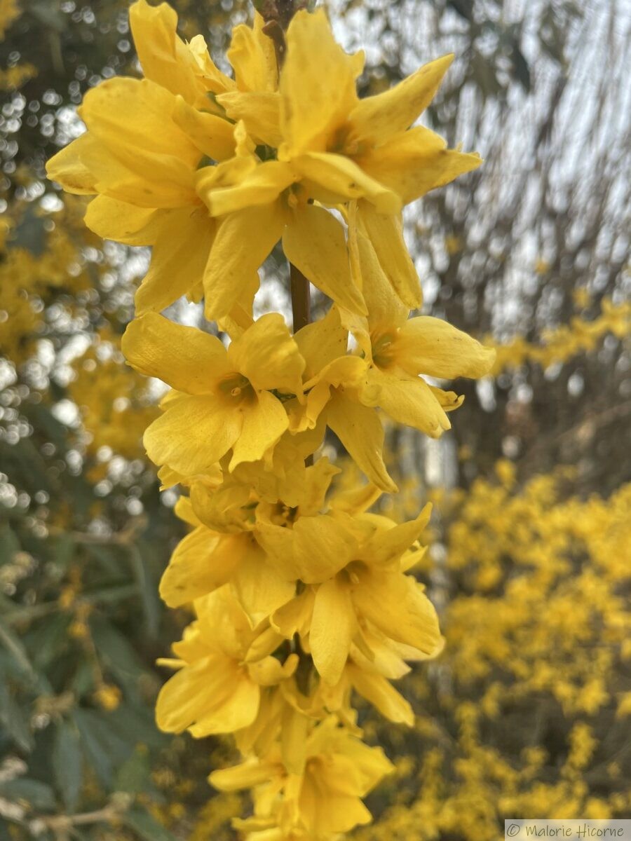 découvrez l'erreur courante qui compromet la floraison de votre forsythia et apprenez comment l'éviter pour un jardin éclatant au printemps.