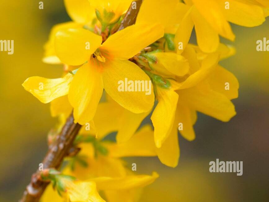 découvrez les erreurs courantes qui empêchent la floraison du forsythia et apprenez comment les éviter pour profiter d'un jardin éclatant au printemps.