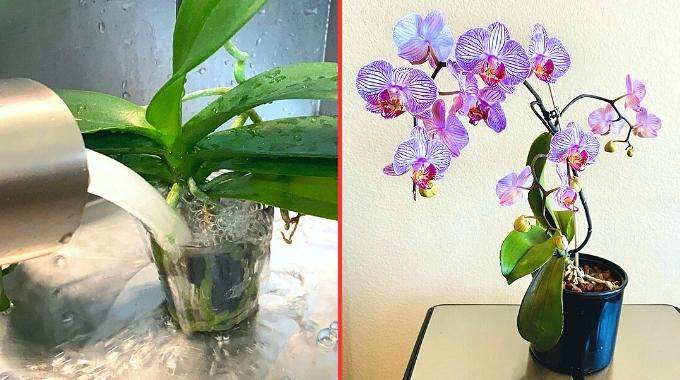 découvrez la fréquence d'arrosage idéale pour vos orchidées afin de favoriser leur croissance et leur floraison tout en évitant les erreurs courantes.