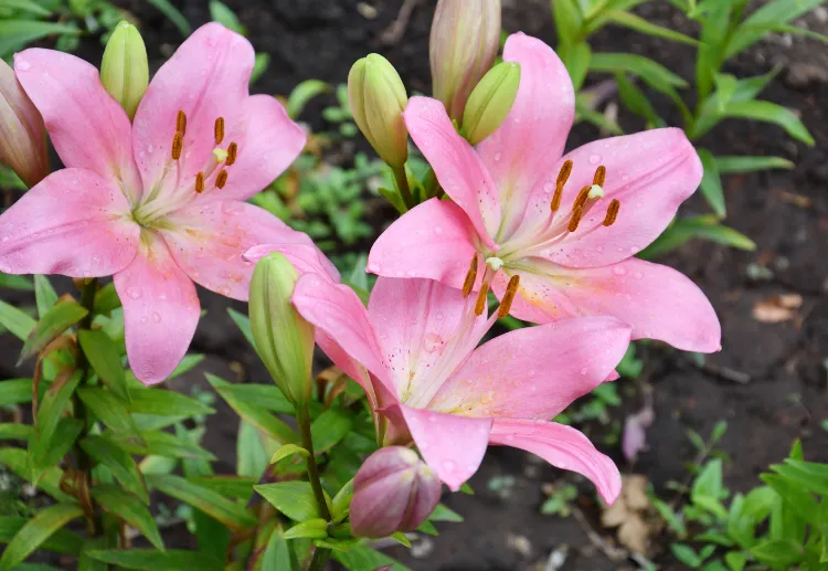 découvrez notre guide complet pour protéger, arroser et tailler vos plantes sous la neige afin de préserver leur santé durant l'hiver.