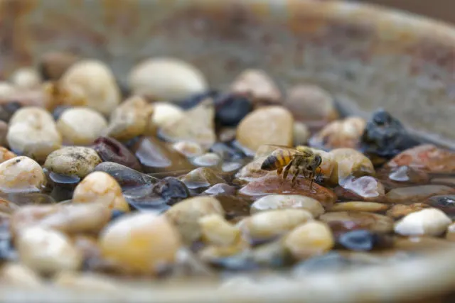 découvrez notre station d'arrosage flottante spécialement conçue pour les abeilles, assurant un accès facile à l'eau pour préserver ces précieux pollinisateurs.