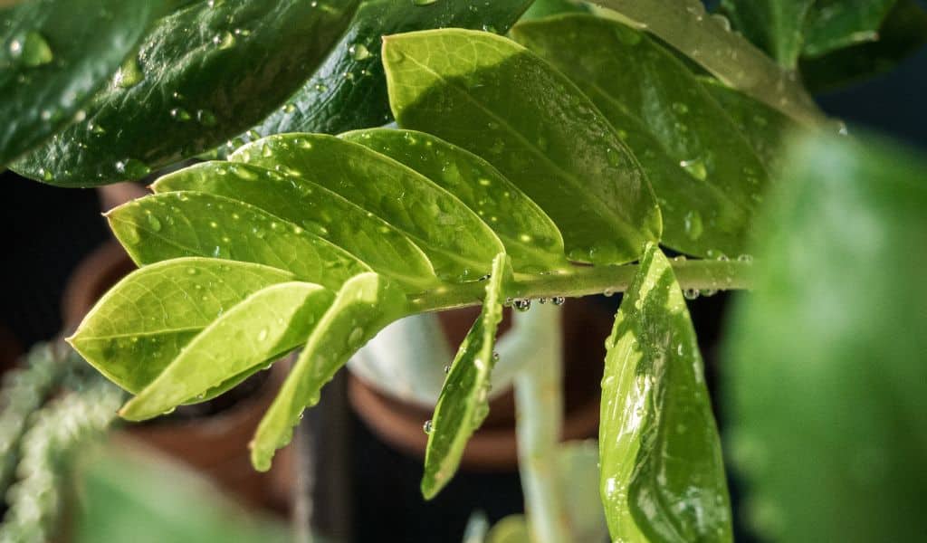 découvrez les meilleures techniques d'arrosage pour vos plantes d'intérieur afin de favoriser leur croissance et maintenir leur santé toute l'année.