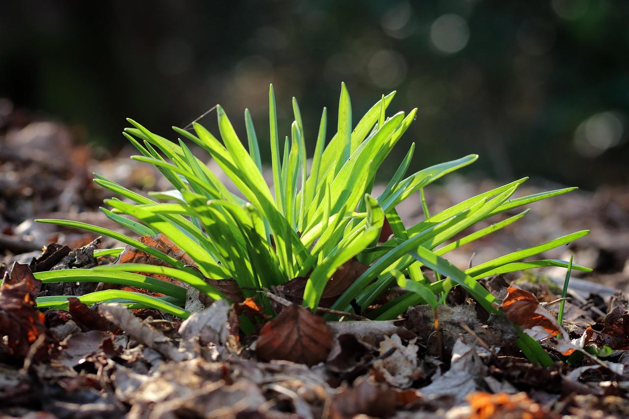 découvrez notre application gratuite pour revitaliser vos plantes ce printemps et profitez de conseils personnalisés pour un jardin éclatant de santé.