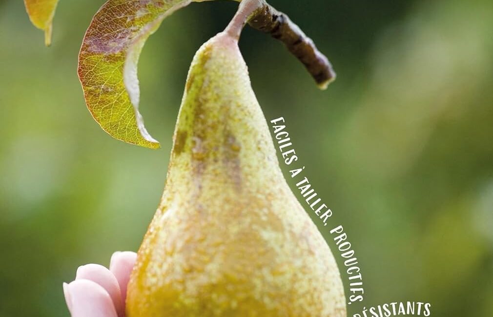 découvrez un fruitier résistant qui pousse sans eau ni engrais, idéal pour un jardin écologique et facile à entretenir toute l'année.