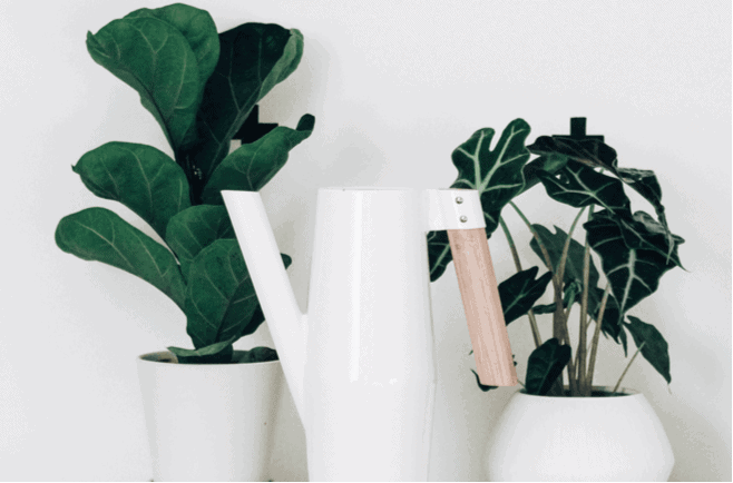 découvrez nos astuces efficaces pour garder vos plantes éclatantes même en votre absence. conseils pratiques pour un entretien facile et une floraison durable.