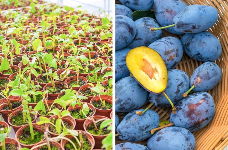 découvrez des astuces zéro déchet simples et efficaces pour faire pousser des arbres fruitiers gratuitement et contribuer à un jardin écologique et durable.