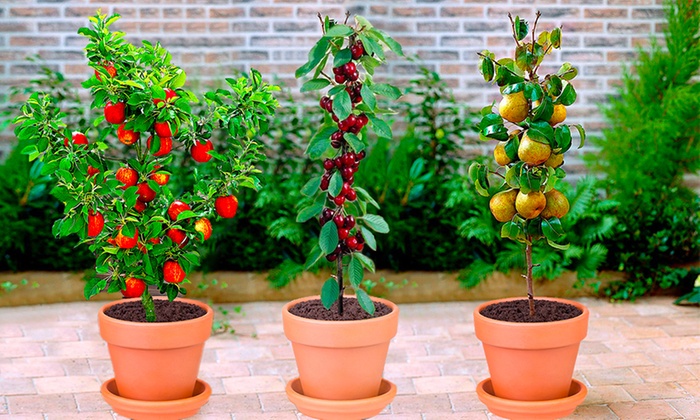 découvrez des astuces zéro déchet simples et efficaces pour faire pousser gratuitement vos propres arbres fruitiers à la maison.