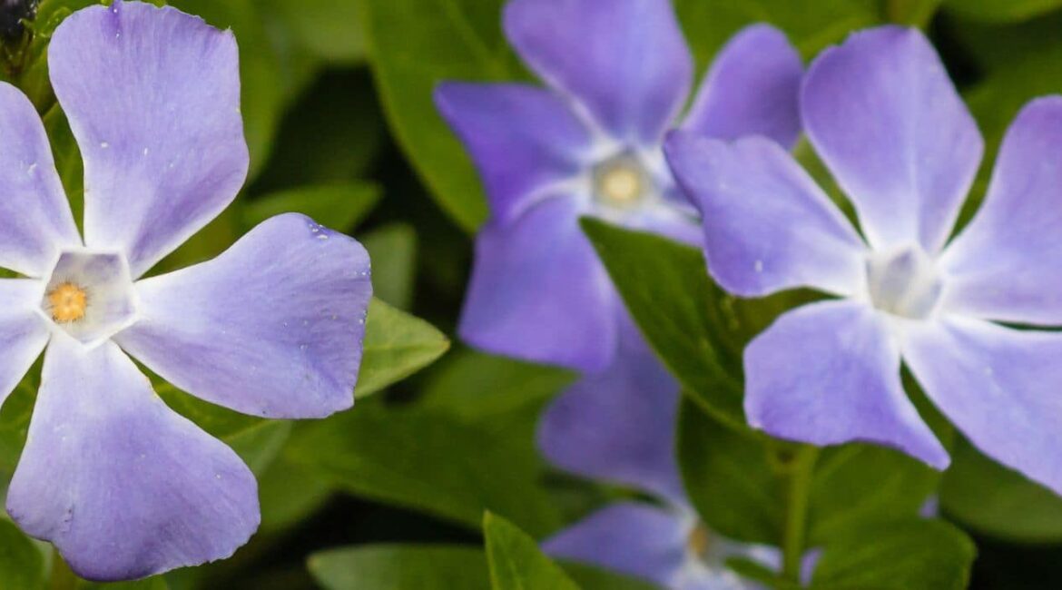 découvrez des astuces efficaces pour contrôler la menthe envahissante dans votre jardin et préserver l'équilibre de vos plantations.
