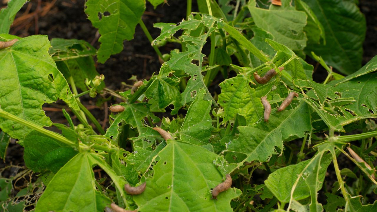 découvrez les erreurs courantes d'arrosage qui attirent les limaces dans votre jardin et apprenez des solutions rapides pour protéger vos plantes efficacement.