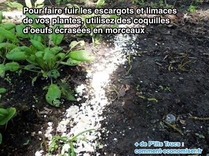 découvrez les erreurs courantes d'arrosage qui attirent les limaces dans votre jardin et apprenez des solutions rapides pour les éviter efficacement.