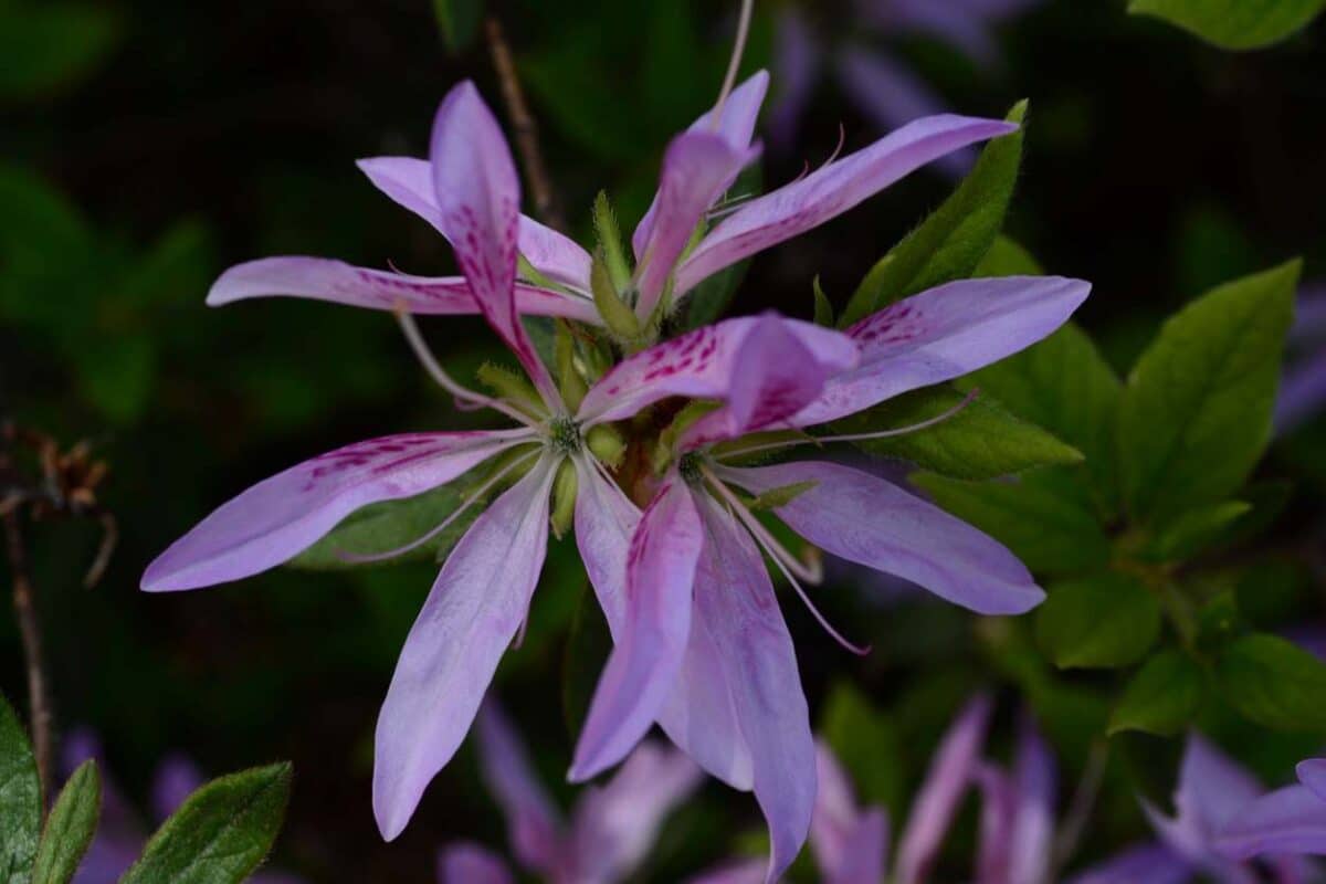 découvrez des fleurs résistantes idéales pour les jardins sans arrosage en mars, parfaites pour un entretien minimal et un joli printemps fleuri.