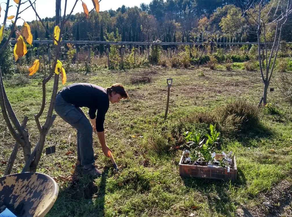 découvrez comment une haie gourmande favorise la biodiversité en offrant un habitat naturel, des ressources alimentaires et un refuge pour la faune locale.