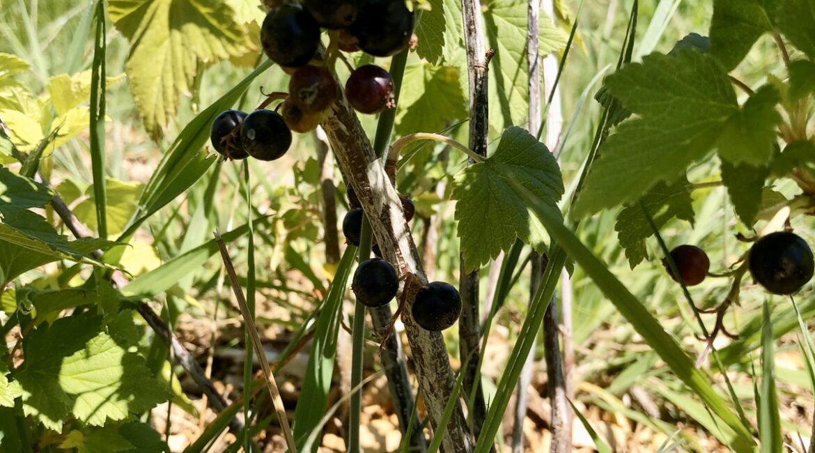 découvrez comment une haie gourmande favorise la biodiversité en offrant refuge et nourriture aux animaux tout en embellissant votre jardin.