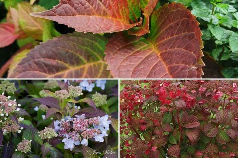 découvrez comment sublimer vos coins d’ombre avec des hortensias aux couleurs éclatantes, pour un jardin élégant et coloré même à l’ombre.