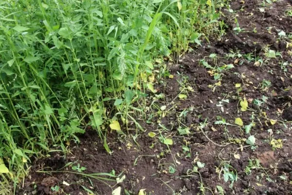 découvrez le secret pour jardiner sans toucher la terre à moins de 2 €, une méthode simple et économique pour tous les passionnés de jardinage.