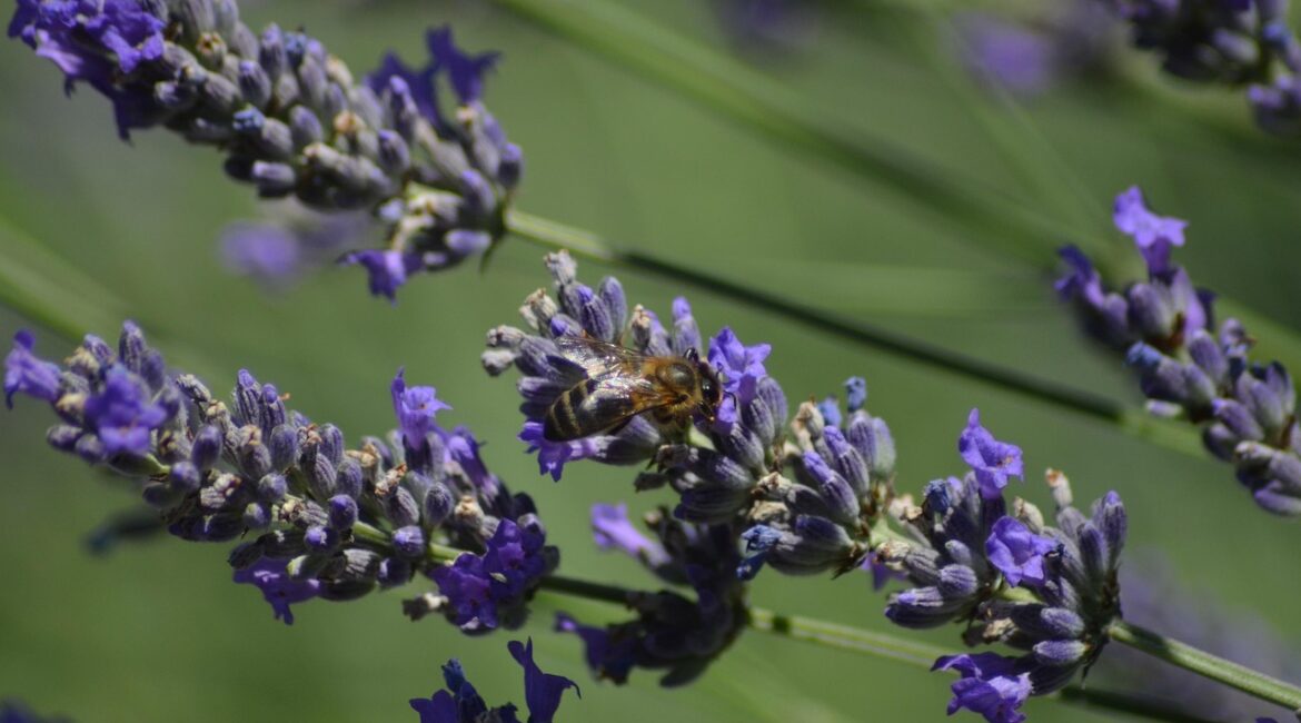 découvrez une plante vivace qui attire davantage d'abeilles que la lavande pour embellir votre jardin et favoriser la biodiversité.