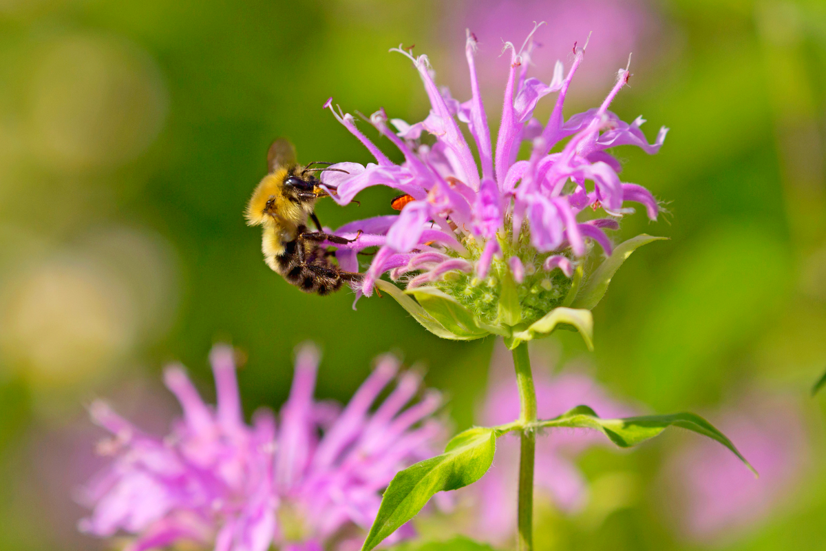 découvrez une plante vivace qui attire davantage d'abeilles que la lavande, idéale pour enrichir votre jardin et favoriser la biodiversité.