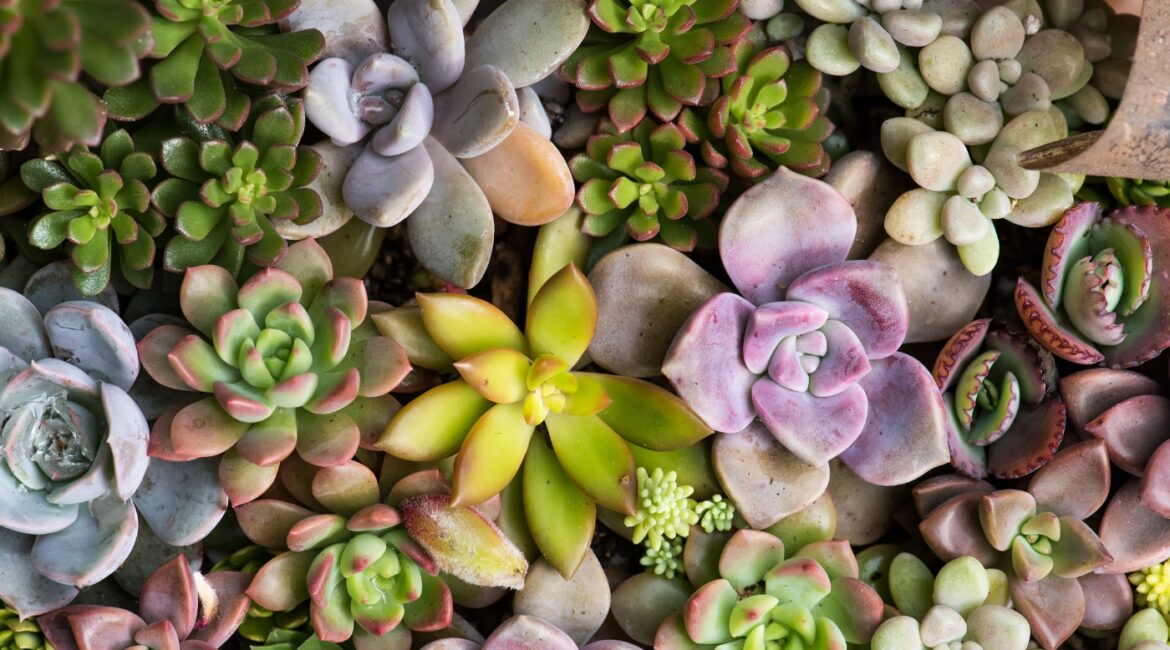 découvrez des plantes sans arrosage idéales pour un jardin durable, économisez l'eau tout en embellissant votre espace extérieur naturellement.