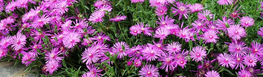 découvrez des plantes sans arrosage pour un jardin durable, faciles à entretenir et économes en eau, idéales pour un jardin écologique et résilient.