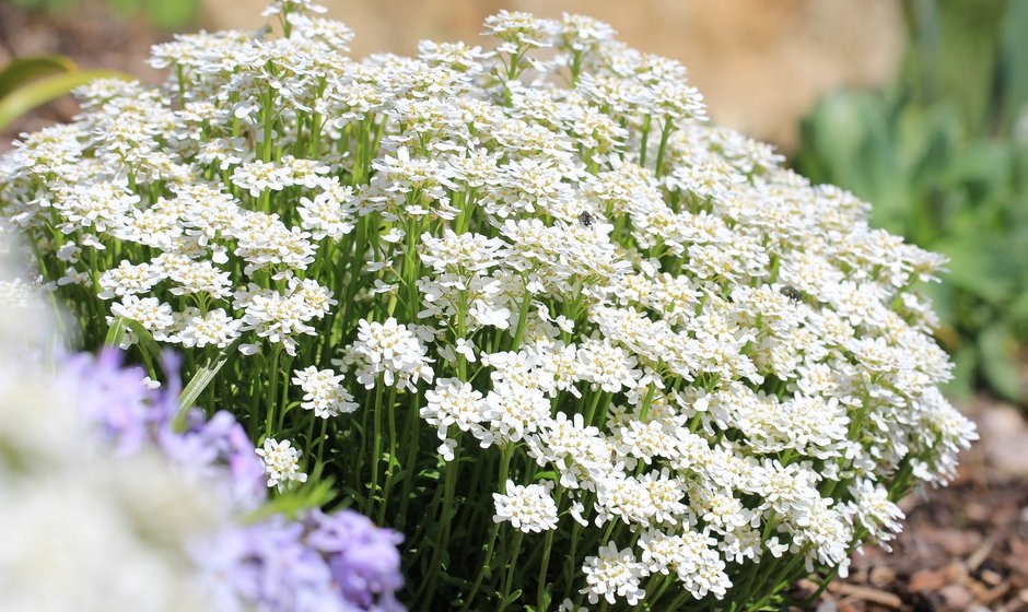 découvrez les meilleures plantes vivaces à privilégier en mars pour un jardin florissant et durable dès le début du printemps.